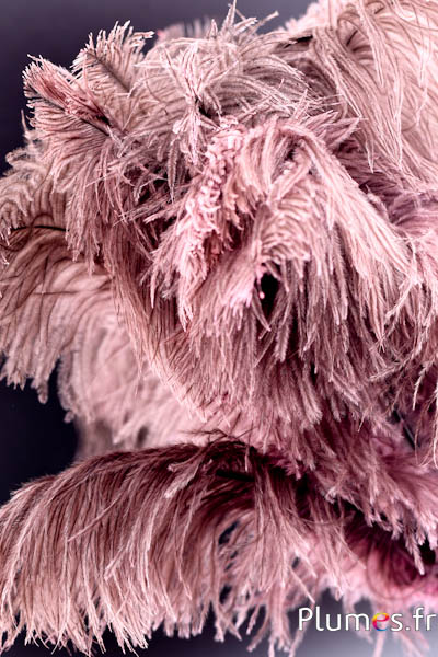 Autruche - 30-40 cm - gris naturel-rose